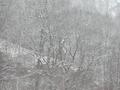 snowy mountain trees