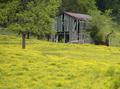 old barn and buttercups