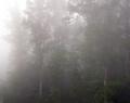 foggy forest morning