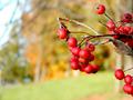 berries in the autumn