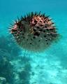 excited porcupinefish