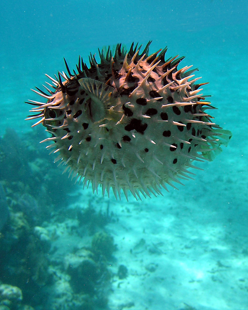 excited porcupinefish