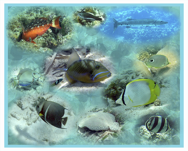 Undersea Montage