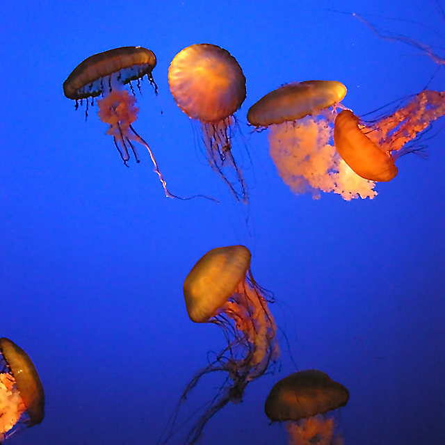 Jellyfish Ballet