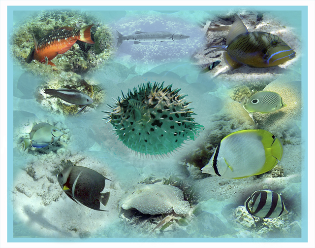 Undersea Montage #2.jpg