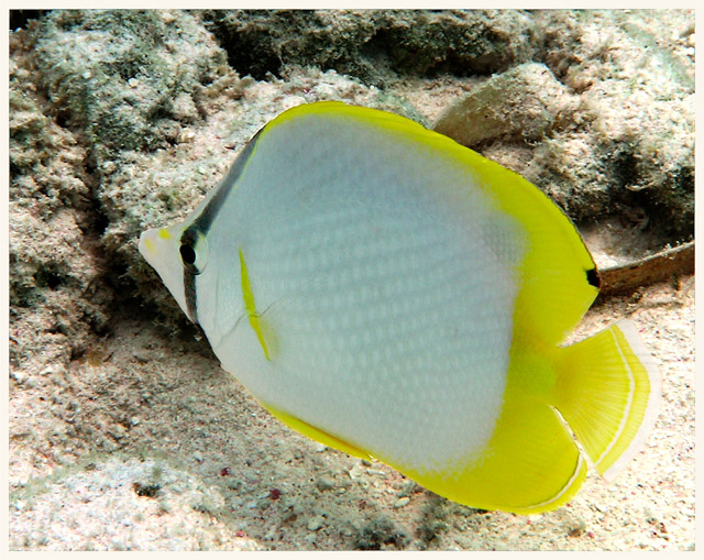 spotfin butterflyfish 2