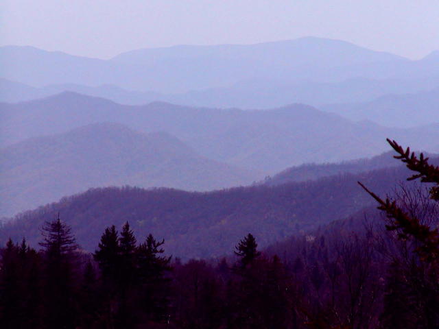 tinted Smokies