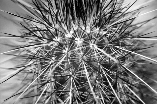 cactus study