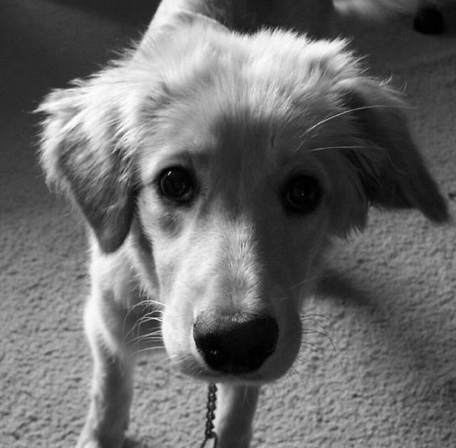 puppy dog eyes
