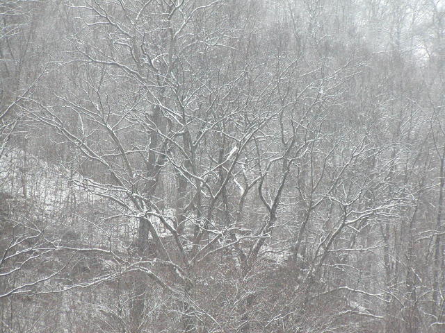 snowy mountain trees