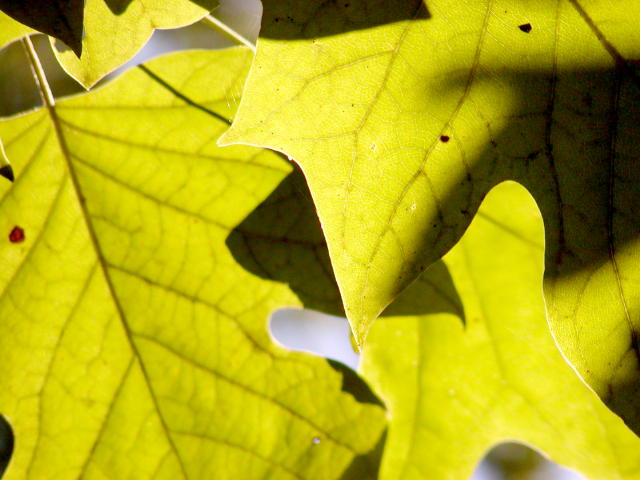 backlit leaves