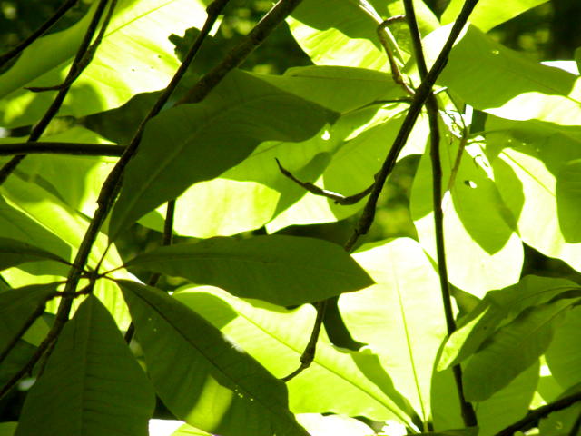 shades of green