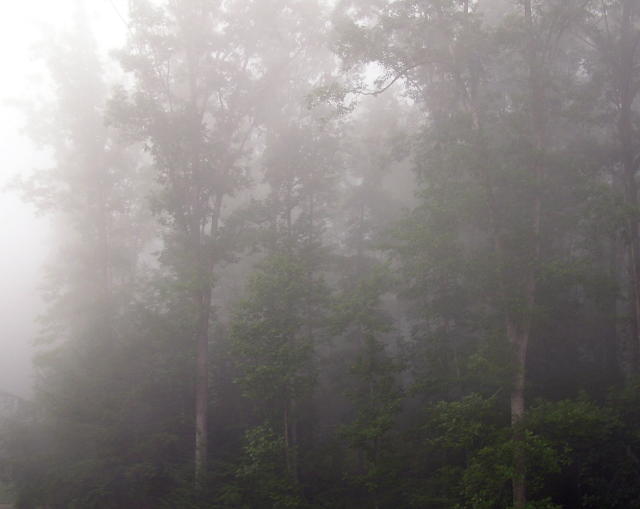foggy forest morning