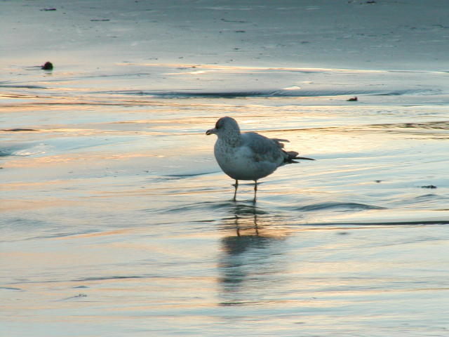 gull in beach stream at sundown