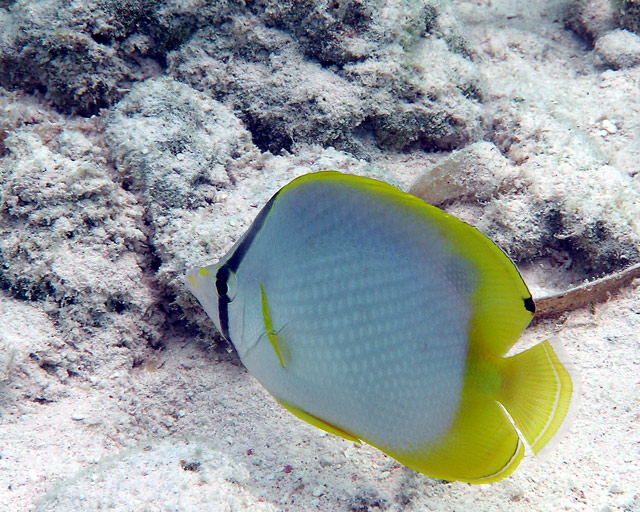 spotfin butterflyfish on the reef