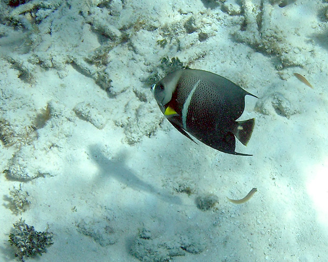 gray angelfish