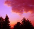 Sun Setting Among The Trees