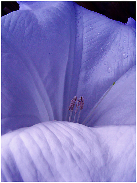 Flower Macro