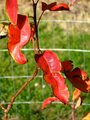 More Fall