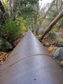 Pipe through the trees
