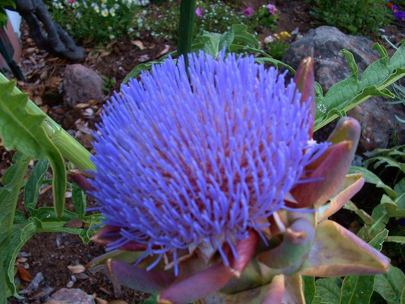 Artichoke in Bloom