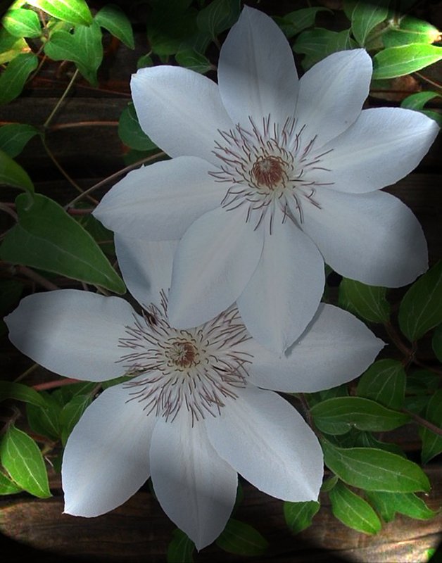 Clemitas White Lights