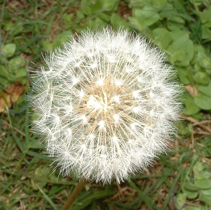 Dandilion