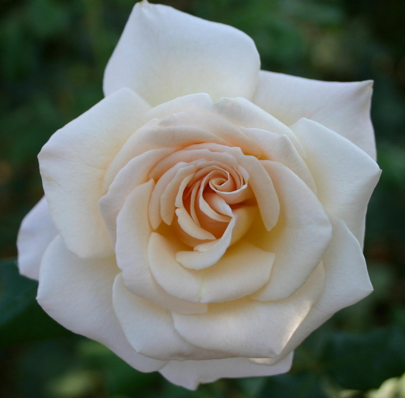 Pink Rose