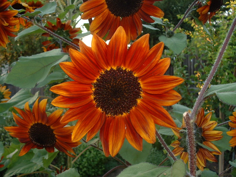 Sun Flower