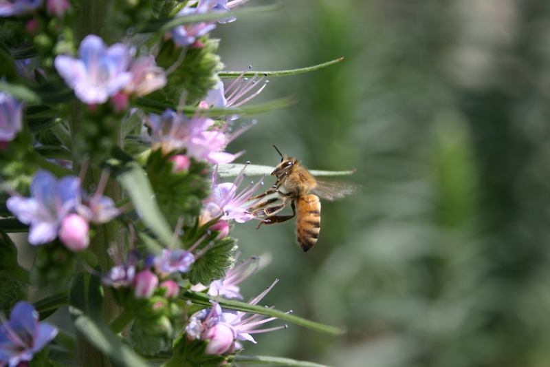 bee.jpg