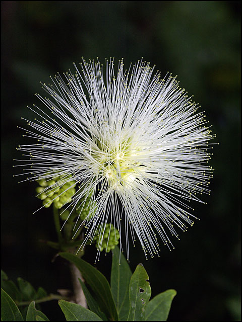 Nature's Fireworks