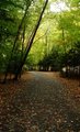 Autumn Path