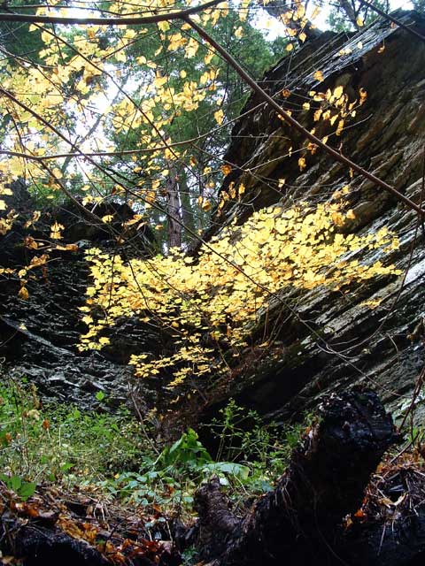 leaves.jpg