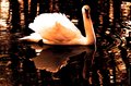 OrangeSwan