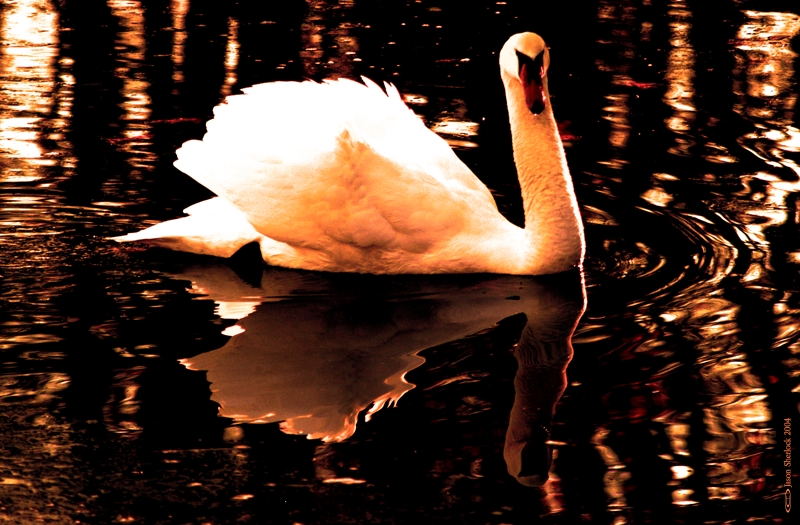 OrangeSwan
