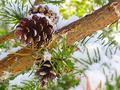 triple pinecones