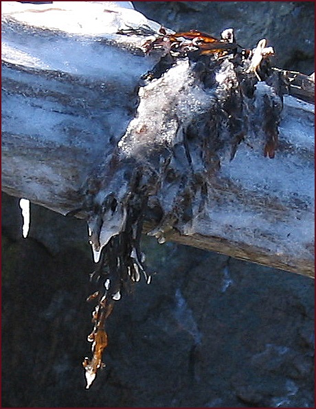 Frozen seaweed