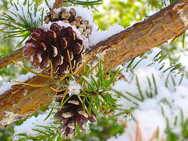 triple pinecones
