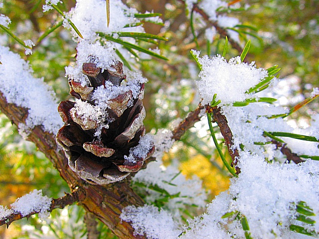 single pinecone