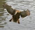 Landing Mallard