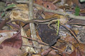 Lizard and Lunch
