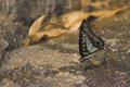 Butterfly Drinking