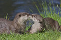 Kissing Sea Otters