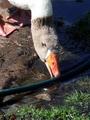 Inquisitive Goose