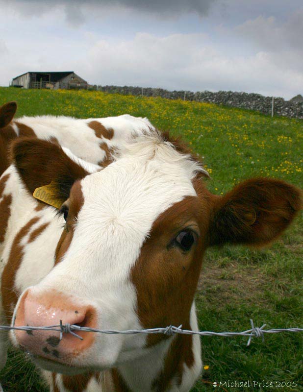 Moooo