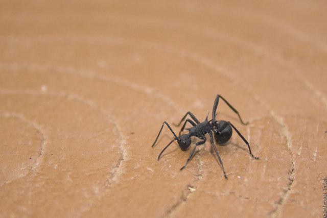 Large Asian Ant