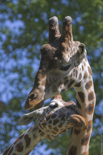 Giraffe's Licking