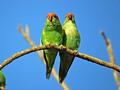 Parrots-1