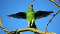Parrots-2