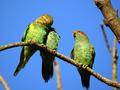 Parrots-3